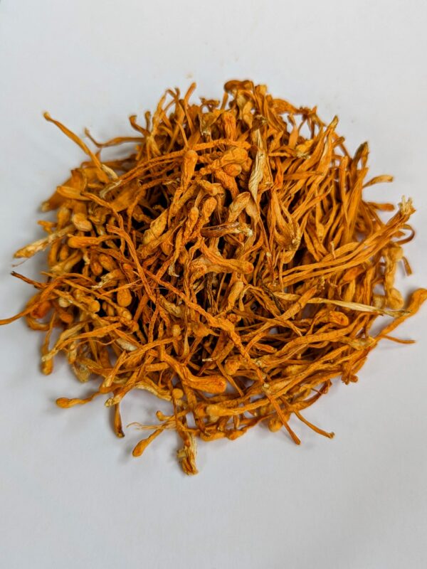 Cordyceps